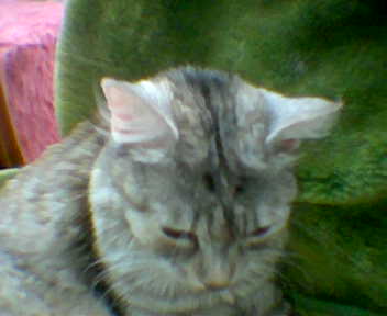 Meine Katze Petzi